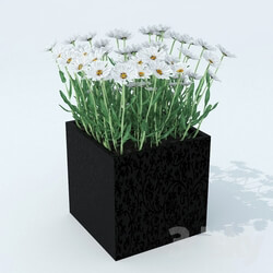 Plant - Daisy leucanthemum 