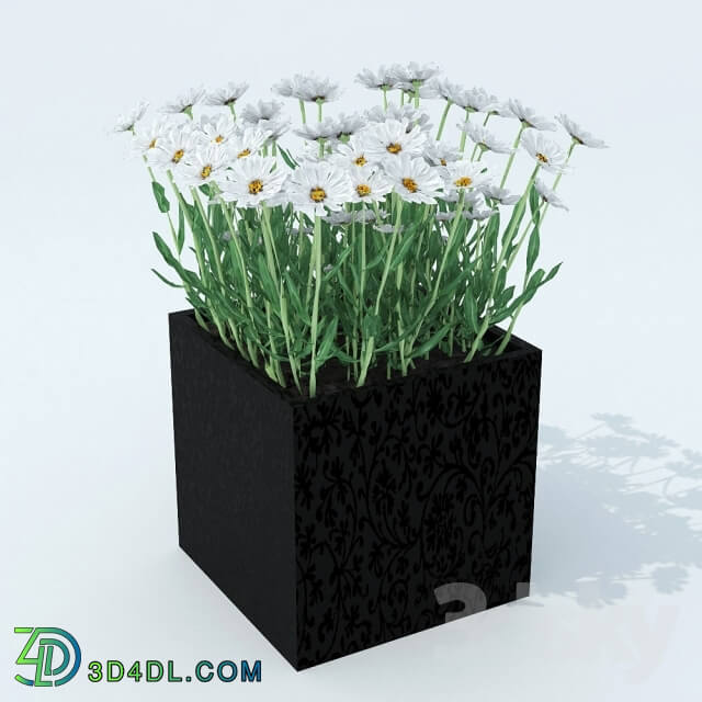 Plant - Daisy leucanthemum