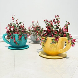 Plant - flowers in vases_ cups _cup flower pots_ 