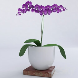 Plant - orchid 