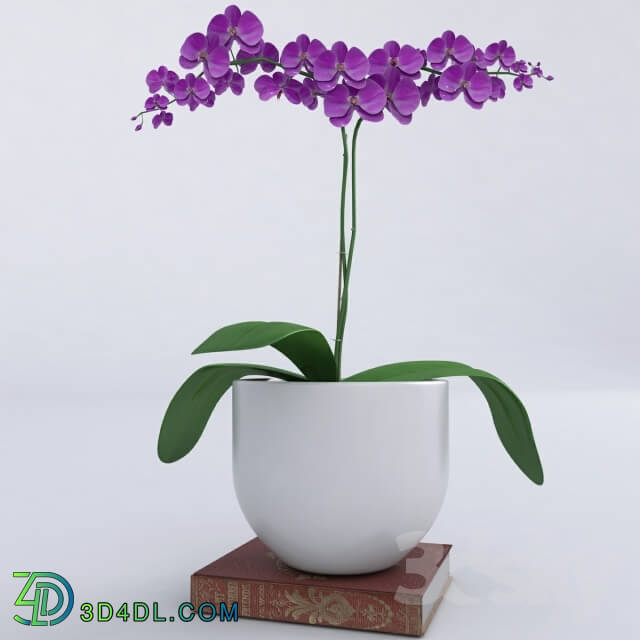 Plant - orchid