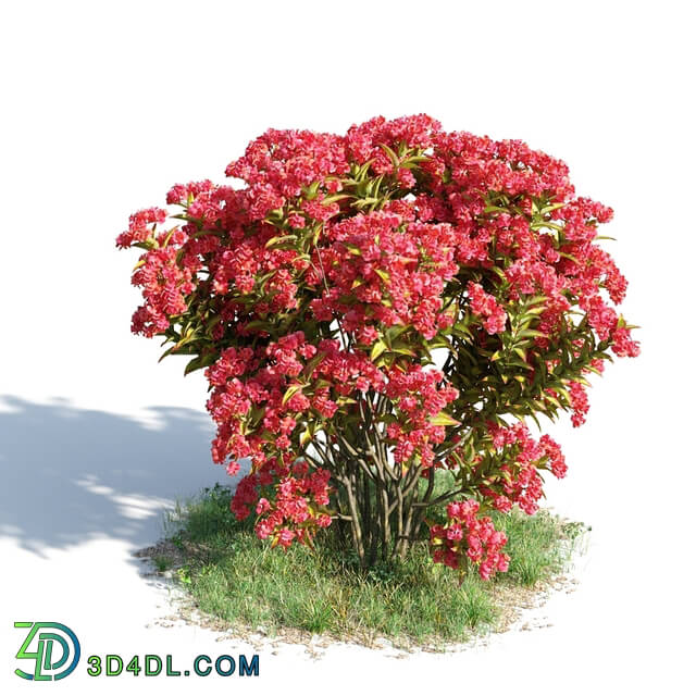 ArchModels Vol154 (034) Lagerstroemia Indica