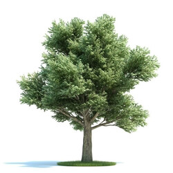 ArchModels Vol58 (25) QuercuspetraeaPlant 