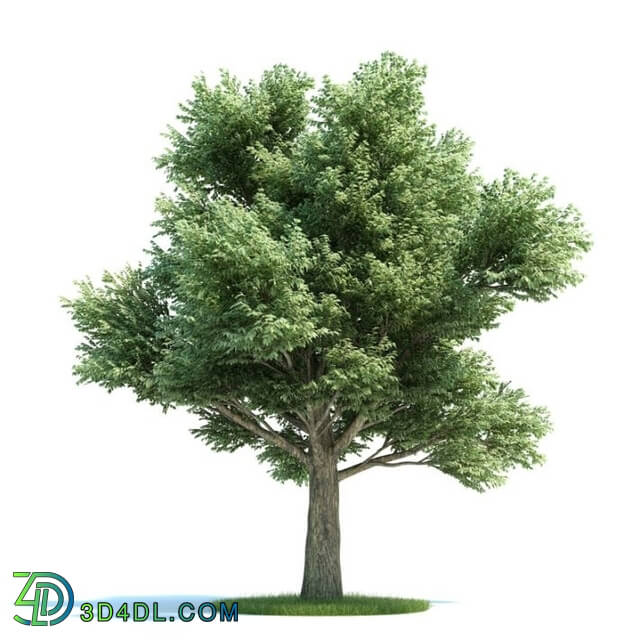 ArchModels Vol58 (25) QuercuspetraeaPlant