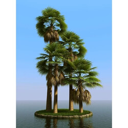 3dMentor HQPalms-03 (64) washingtonia palm 