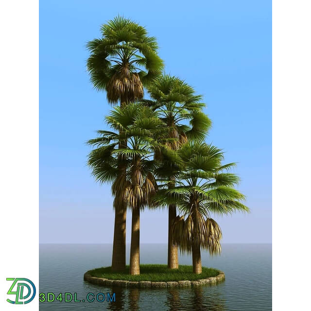 3dMentor HQPalms-03 (64) washingtonia palm