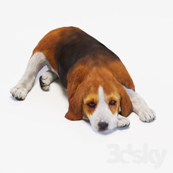 Creature - dog Beagle 