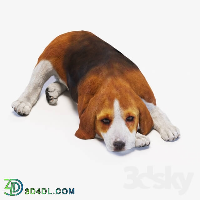 Creature - dog Beagle