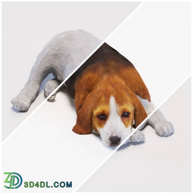 Creature - dog Beagle