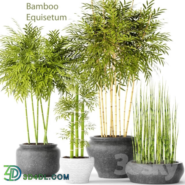 Plant - _quot_Contest_quot_ Bamboo and Equisetum