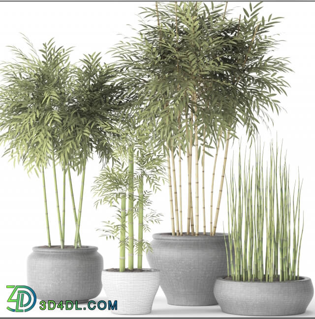 Plant - _quot_Contest_quot_ Bamboo and Equisetum