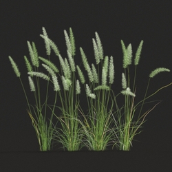 Maxtree-Plants Vol20 Pennisetum setaceum 01 02 