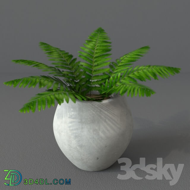 Indoor - Fern