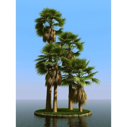 3dMentor HQPalms-03 (65) washingtonia palm wind 