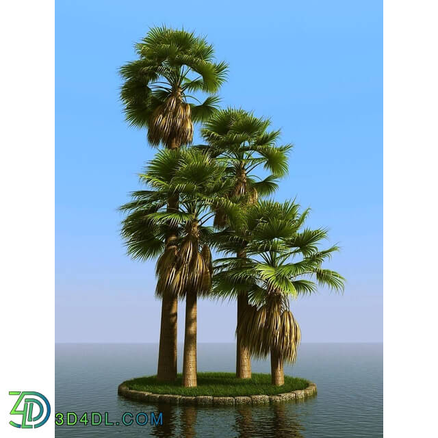 3dMentor HQPalms-03 (65) washingtonia palm wind