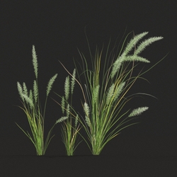 Maxtree-Plants Vol20 Pennisetum setaceum 01 03 