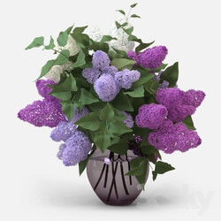 Plant - Lilac Bouquet 