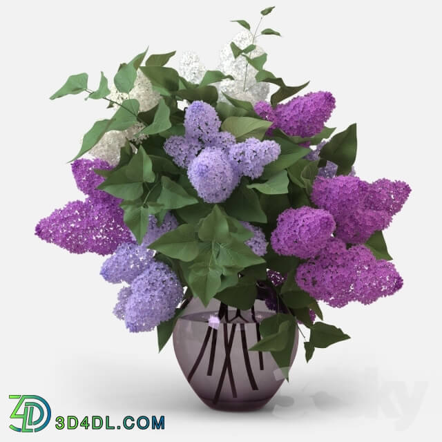 Plant - Lilac Bouquet