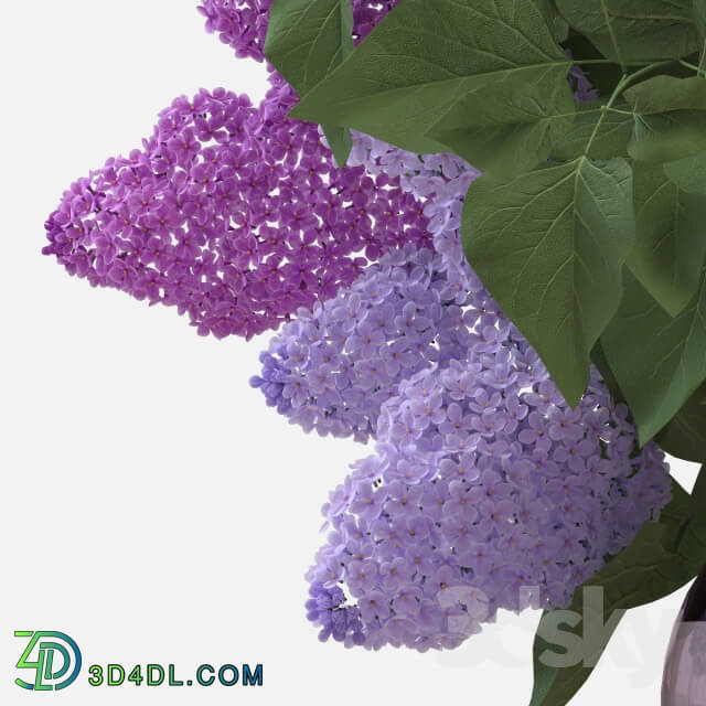 Plant - Lilac Bouquet