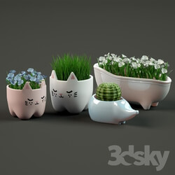 Plant - 2 pots 