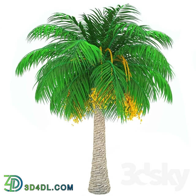 Tree - Finik Palm _ Date Palm