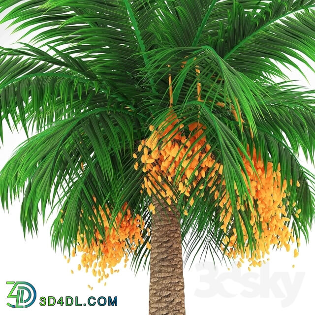 Tree - Finik Palm _ Date Palm