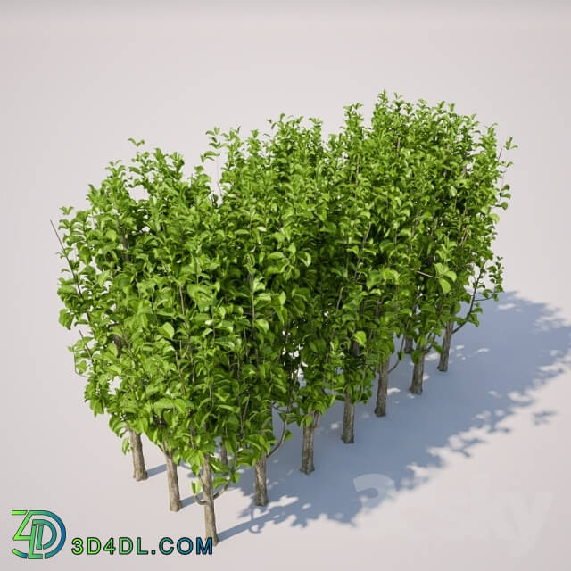 Plant - Large square bush