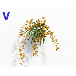 Maxtree-Plants Vol08 Orchid Cymbidium Orange 04 