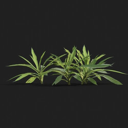 Maxtree-Plants Vol21 Aster subulatus 01 08 
