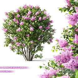 Plant - Lilac blooming 