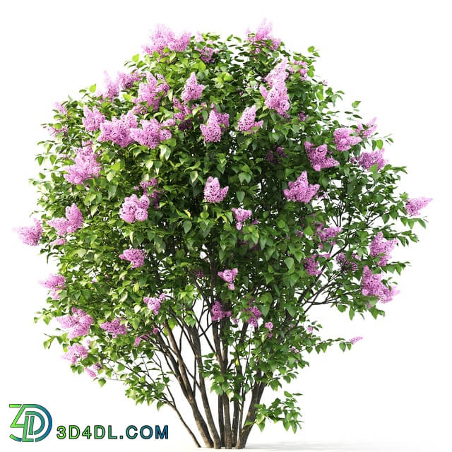 Plant - Lilac blooming