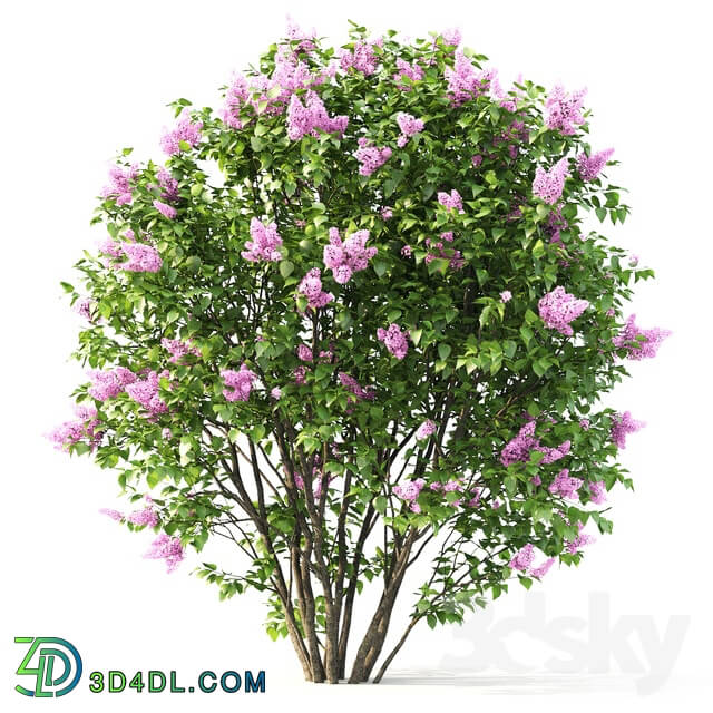 Plant - Lilac blooming