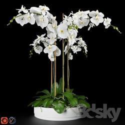 Plant - Orchid 5 