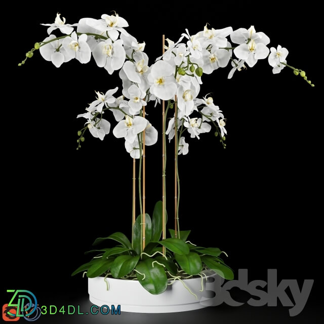 Plant - Orchid 5