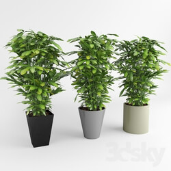 Plant - Indoor ornamental plants 