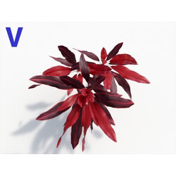 Maxtree-Plants Vol08 Cordyline Fruticosa 04 