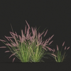 Maxtree-Plants Vol20 Pennisetum setaceum 01 04 