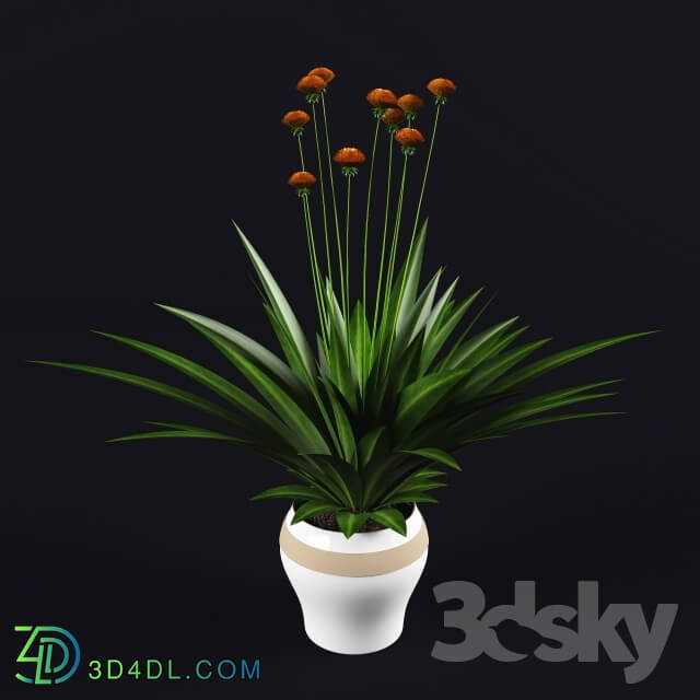 Plant - PLANT 01