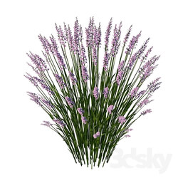 Plant - lavender 