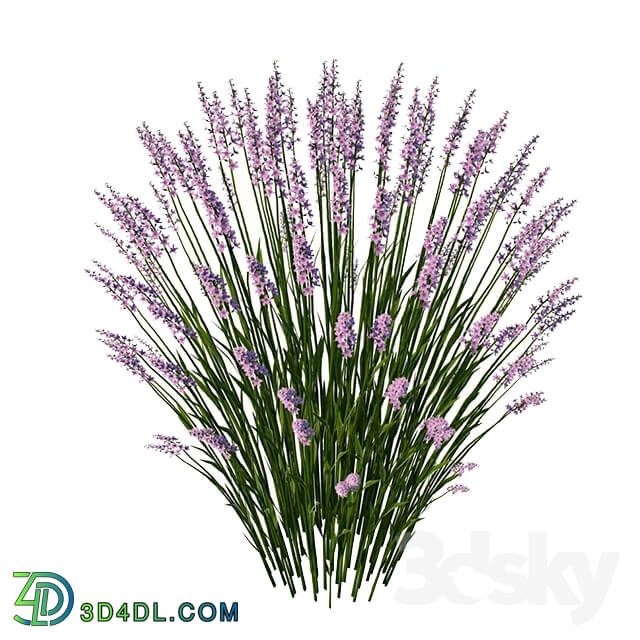 Plant - lavender