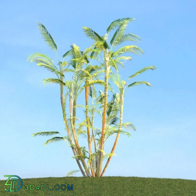 ArchModels Vol113 (075) Dypsis lutescens