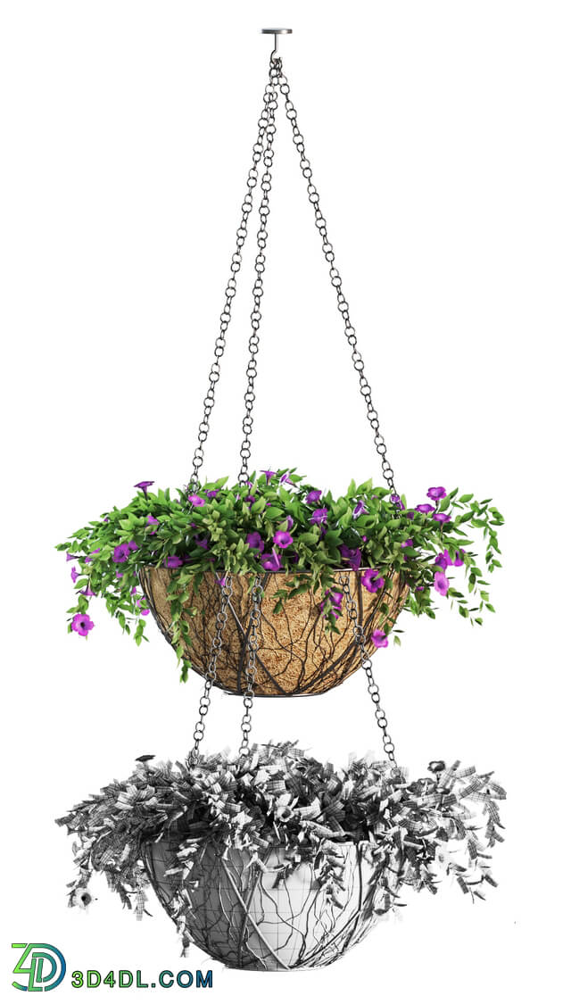 Plant - Flowers in a flower pot on a chain. Petunia. 4 models