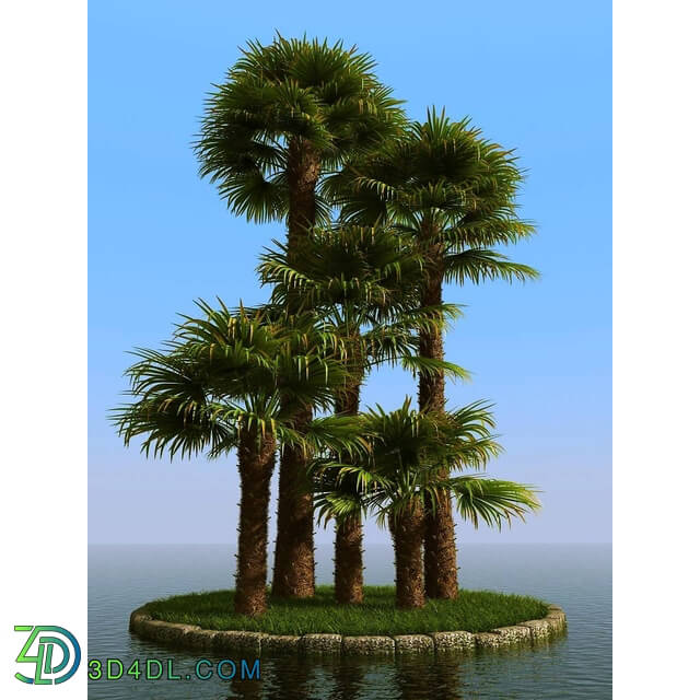 3dMentor HQPalms-03 (68) windmill palm 