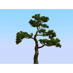 3dMentor HQPlants-02 (009) japan pine 