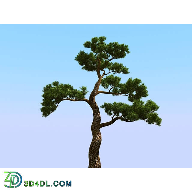 3dMentor HQPlants-02 (009) japan pine