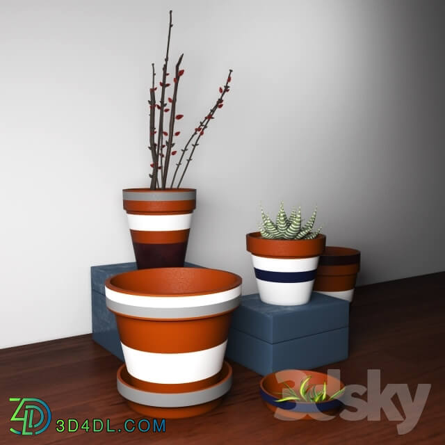 Plant - Striped Pot plant