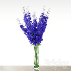 Plant - Delphinium _ Blue 