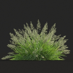 Maxtree-Plants Vol20 Calamagrostis arundinacea 01 02 