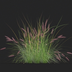 Maxtree-Plants Vol20 Pennisetum setaceum 01 06 