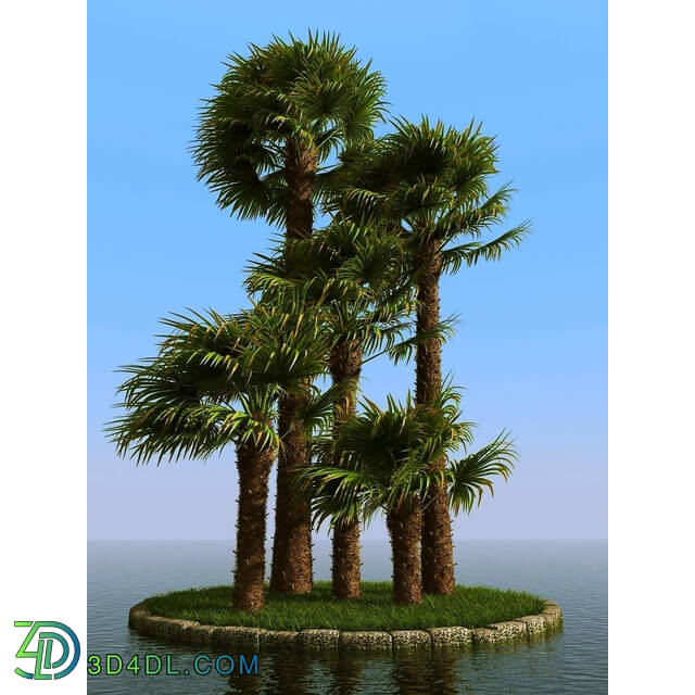 3dMentor HQPalms-03 (69) windmill palm wind